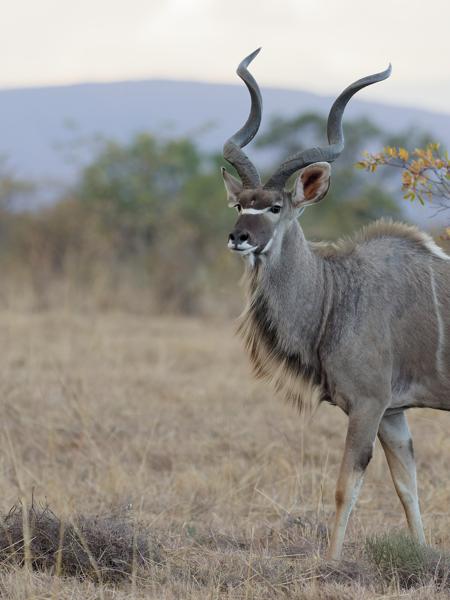 <h3><a href="/trips/safari/biota/animalia/chordata/mammalia/artiodactyla/bovidae/tragelaphus strepsiceros/tragelaphus strepsiceros-nl.html">Tragelaphus&nbsp;strepsiceros</a> / Greater&nbsp;kudu / Grote&nbsp;koedoe</h3>OM-1 Mark II met OLYMPUS M.300mm F4.0, 1/2000 sec  bij F4.0, ISO 5000, afstand 44.8&nbsp;m